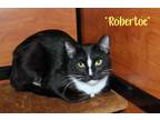 Adopt Robertoe a Black & White or Tuxedo Domestic Shorthair (short coat) cat in