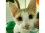 Adopt Jacob a Orange or Red Domestic Shorthair / Mixed cat in Hopkins