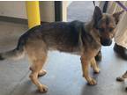 Adopt SIMPSON 1 a German Shepherd Dog / Mixed dog in Rome, GA (33661444)