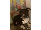Adopt Bluey a Black - with White American Pit Bull Terrier / Mixed dog in