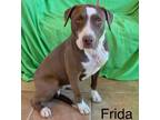 Adopt Frida a Brown/Chocolate - with White Mixed Breed (Medium) / Mixed dog in