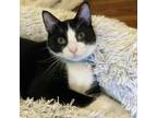 Adopt Lenny a All Black Domestic Shorthair / Mixed cat in San Antonio