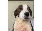 Adopt Dancer (Santa's helpers) a Brindle - with White Hound (Unknown Type) /