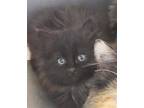 Adopt SASSAFRAS a All Black Domestic Mediumhair / Mixed (medium coat) cat in