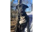 Adopt Anders a Black - with White Labrador Retriever dog in Hudson