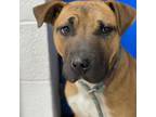 Adopt Gibbs a Tan/Yellow/Fawn Shar Pei / American Pit Bull Terrier / Mixed dog