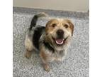 Adopt Charlie a Beagle / Mixed Breed (Medium) / Mixed dog in Great Falls