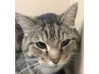 Adopt Filbert a Domestic Shorthair / Mixed cat in Spokane Valley, WA (33660769)