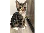 Adopt Gizmo KITTEN# a Gray, Blue or Silver Tabby Domestic Shorthair / Mixed