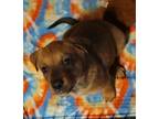 Adopt Roxx a Catahoula Leopard Dog dog in Wolcott, CT (33660806)