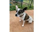 Adopt Sanibel a Tricolor (Tan/Brown & Black & White) Cattle Dog / Terrier