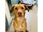 Adopt Jack a Tan/Yellow/Fawn Labrador Retriever / Mixed dog in Watertown