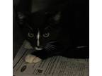 Adopt Nyland a All Black Domestic Shorthair / Mixed cat in Lihue, HI (33660631)