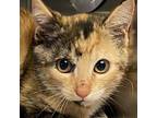 Adopt Rose a Tortoiseshell Domestic Shorthair / Mixed cat in Lihue