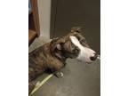 Adopt Banzo a Brindle - with White American Pit Bull Terrier / St.