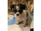 Adopt Lacey a Black - with White Shih Tzu / Boston Terrier / Mixed dog in