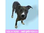 Adopt Beth a Brown/Chocolate Catahoula Leopard Dog / Terrier (Unknown Type