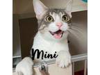 Adopt Mini a Gray or Blue Domestic Shorthair / Mixed cat in Providence
