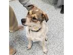 Adopt Belle a Brown/Chocolate Blue Heeler / Mixed dog in Kingman, KS (33660514)