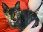 Adopt Elsa a Tortoiseshell Domestic Shorthair (short coat) cat in Mesa