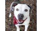 Adopt RIPLEY a Black American Staffordshire Terrier / Mixed dog in Pt.