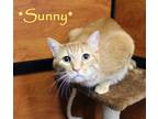 Adopt Sunny a Orange or Red Tabby Domestic Shorthair (short coat) cat in