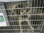 Adopt KIMMIE a Brindle Dutch Shepherd / Mixed dog in Oklahoma City