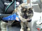 Adopt BEEDLE a Tortoiseshell Domestic Mediumhair / Mixed (medium coat) cat in