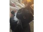 Adopt Beauty a Black & White or Tuxedo Ragdoll / Mixed (medium coat) cat in