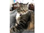Adopt Zuzu a Brown Tabby American Shorthair / Mixed (short coat) cat in Colbert