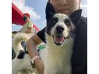 Adopt Peet a White - with Black Basenji / Shiba Inu / Mixed dog in Hoboken