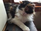 Adopt Abbey a Calico or Dilute Calico Domestic Longhair / Mixed (long coat) cat