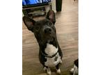 Adopt Mickey a Black - with White American Pit Bull Terrier / Retriever (Unknown