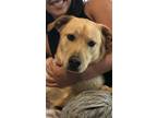 Adopt Jax a Tan/Yellow/Fawn Labrador Retriever / Mixed dog in North Tazewell