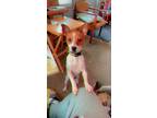 Adopt Titan a White - with Brown or Chocolate Jack Russell Terrier / Mixed dog