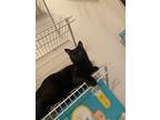 Adopt Luna and Merlin a All Black American Shorthair / Mixed (short coat) cat in