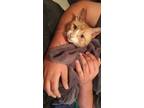 Adopt Flapjack a Orange or Red Tabby Domestic Shorthair / Mixed (short coat) cat