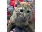 Adopt Sherbert a Orange or Red Domestic Shorthair / Domestic Shorthair / Mixed