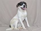 Adopt FAITH a White Border Collie / Foxhound / Mixed dog in Oroville