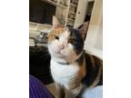 Adopt Ryan a Calico or Dilute Calico American Shorthair / Mixed (short coat) cat