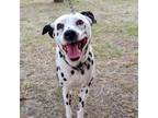 Adopt Sandunga a White - with Tan, Yellow or Fawn Dalmatian / Fox Terrier