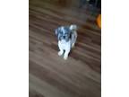 Adopt Ava a Gray/Silver/Salt & Pepper - with White Lhasa Apso / Mixed dog in