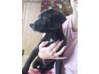 Adopt Dot a Black - with White Beagle / Labrador Retriever / Mixed dog in Tabor