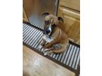 Adopt Snoopy a Tan/Yellow/Fawn Boxer / American Pit Bull Terrier / Mixed dog in