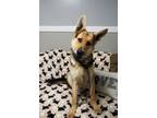 Adopt Brock a Tricolor (Tan/Brown & Black & White) German Shepherd Dog / Mixed