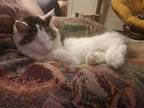 Adopt Patch a Calico or Dilute Calico Domestic Longhair / Mixed (long coat) cat