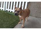 Adopt ROSIE a Tan/Yellow/Fawn - with Black Bull Terrier / American Pit Bull