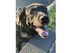 Adopt Max a Black Labrador Retriever / Mixed dog in Brooklyn, NY (33650455)