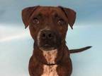 Adopt Champion a Red/Golden/Orange/Chestnut Boxer / Mixed dog in Woodbury