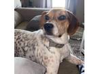 Adopt Maggie a White - with Brown or Chocolate Beagle / Pointer / Mixed dog in